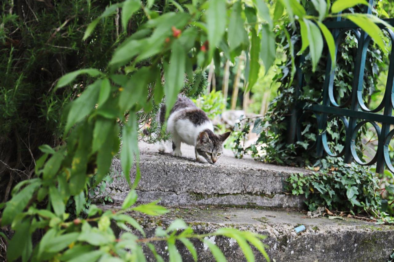 Hotel Kamp Seosko Domacinstvo Radman Herceg Novi Exteriér fotografie